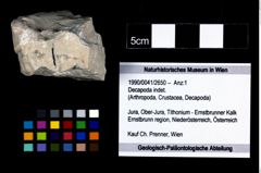 Foto (Objekt + Etikett) von Decapoda indet.  (NHMW-GEO-1990-0041-2650)